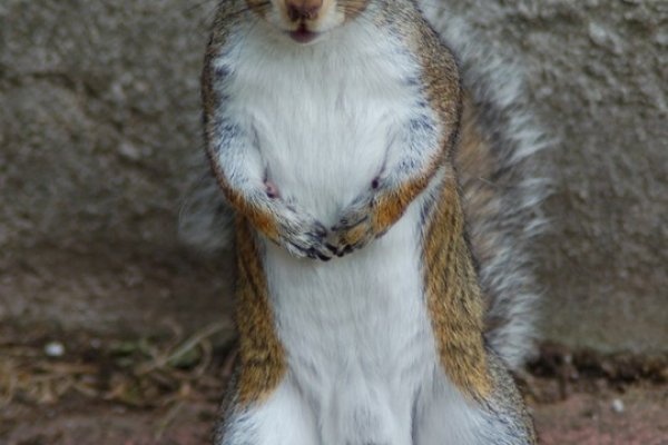 Кракен даркнет текст