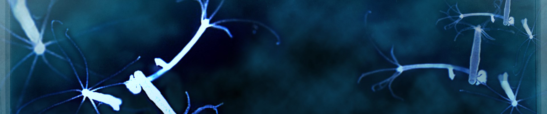 Где найти рабочую ссылку на кракен