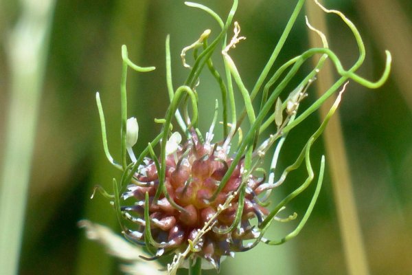 Кракен сайт ссылки актуальные