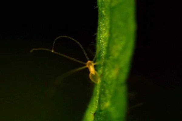 Dark net официальный сайт