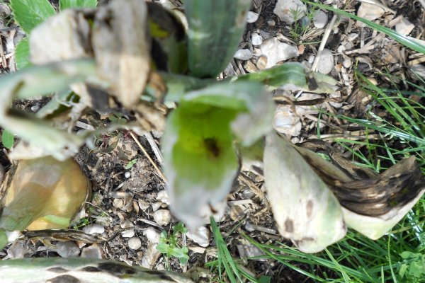 Kraken зеркало kraken link top