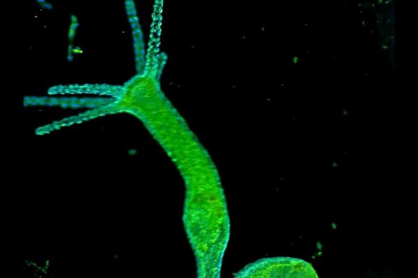 Кракен сайт войти