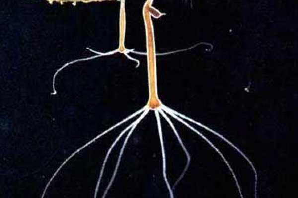 Dark net официальный сайт