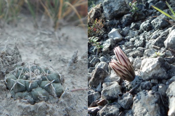 Кракен маркет что это такое