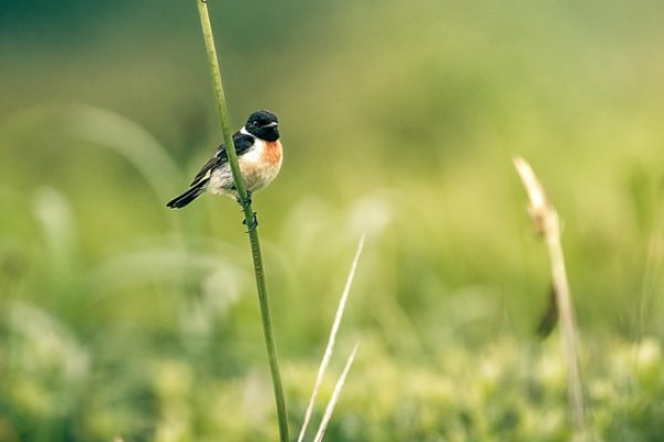 Кракен даркен