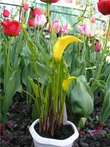 Ссылки для tor