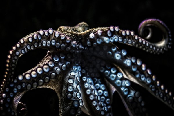 Кракен актуальная ссылка тор